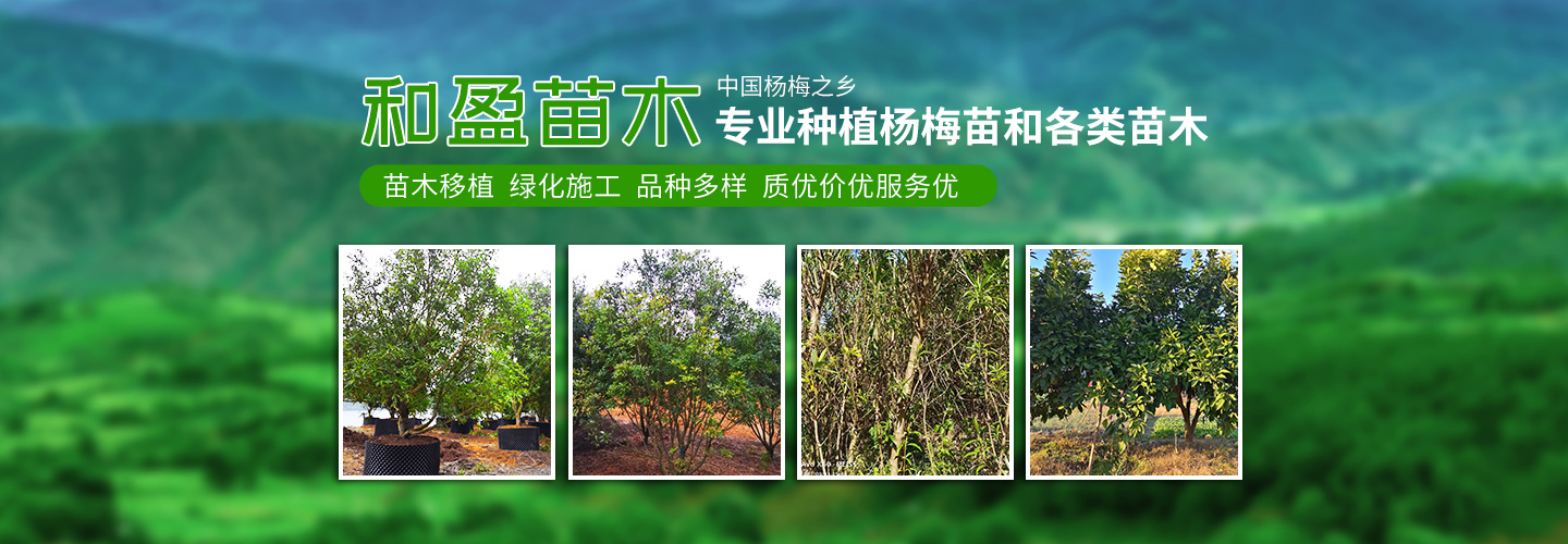靖州和盈苗木有限公司-靖州縣斷根及移栽楊梅樹苗、桂花樹、柚子樹（黃金貢柚、紅心柚、沙田柚）、黃桃樹、大五星枇杷樹、美國紅楓、紅葉石楠、